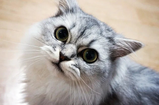Le quart d'heure de folie du chat
