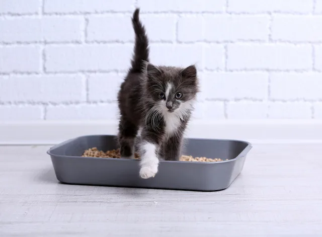 Litière pour chat