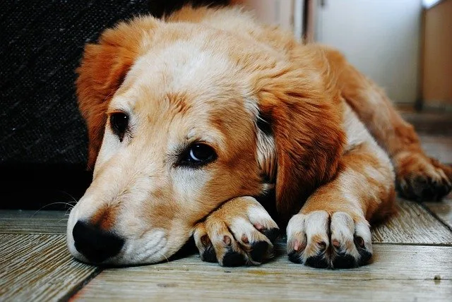 Mon chien s'ennuie