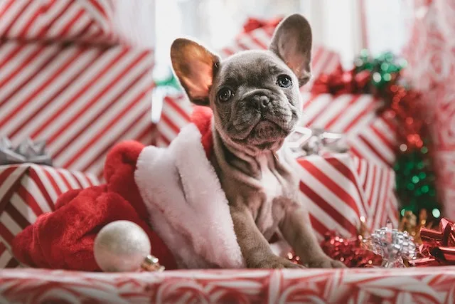Offrir un animal pour Noël