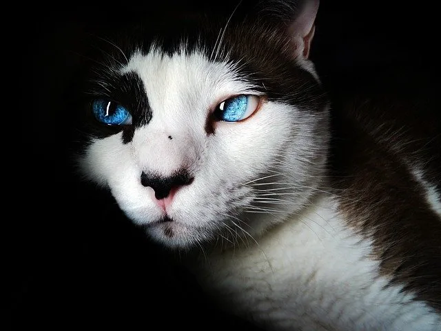 chat heureux en appartement