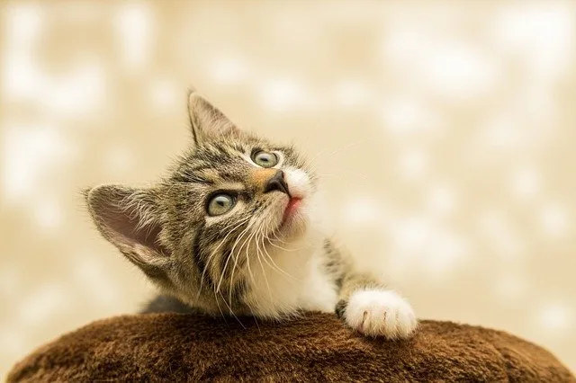 éduquer un chaton